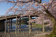 橋と桜