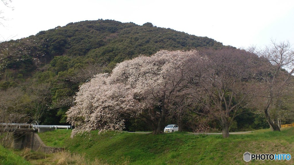 桜の下でひと休み