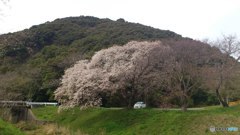 桜の下でひと休み