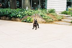 犬