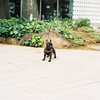 犬