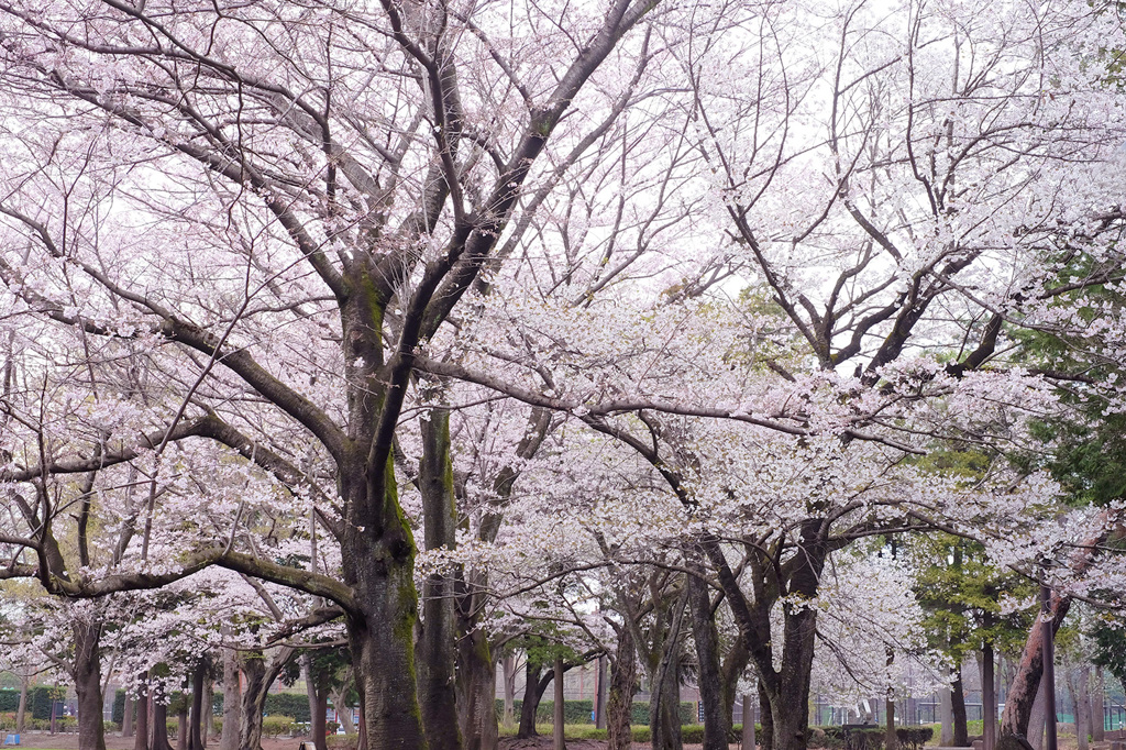 花曇り