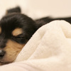 子犬時代