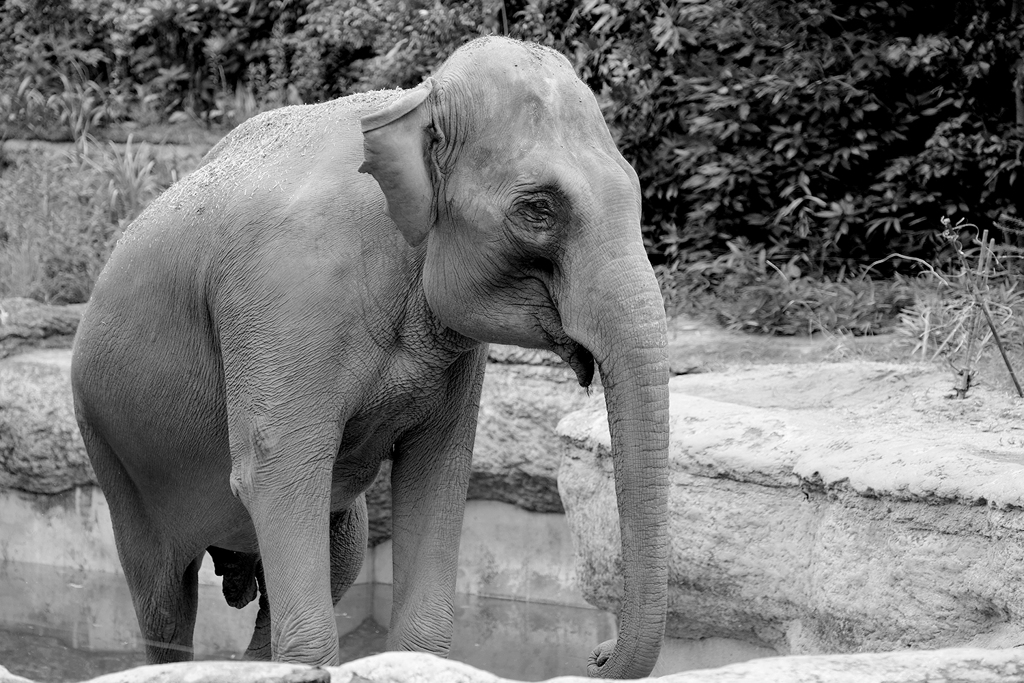 ズーラシア：インドゾウ