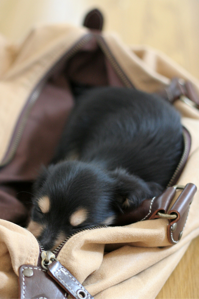 子犬時代