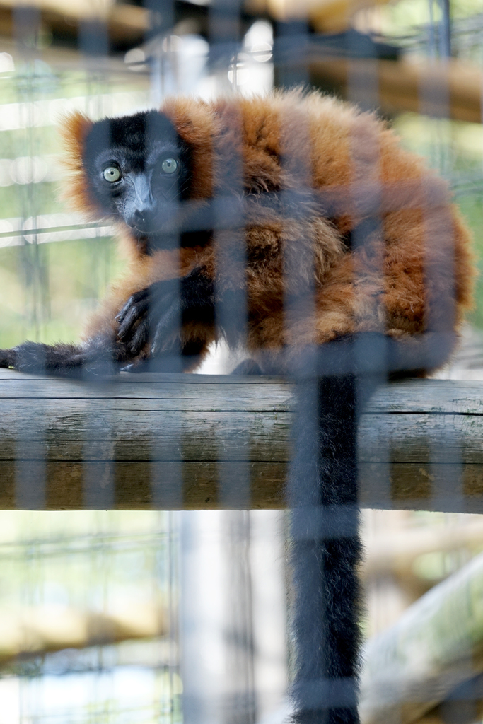 野毛山動物園：アカエリマキキツネザル