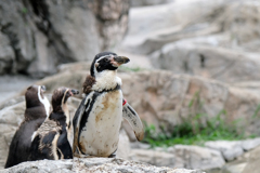ズーラシア：フンボルトペンギン