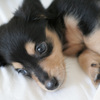 子犬時代