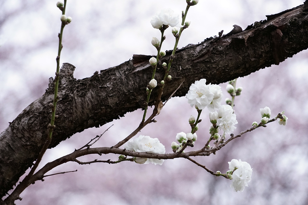 花曇り