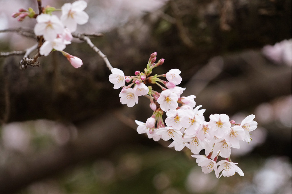 花曇り