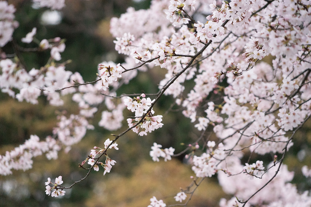 花曇り