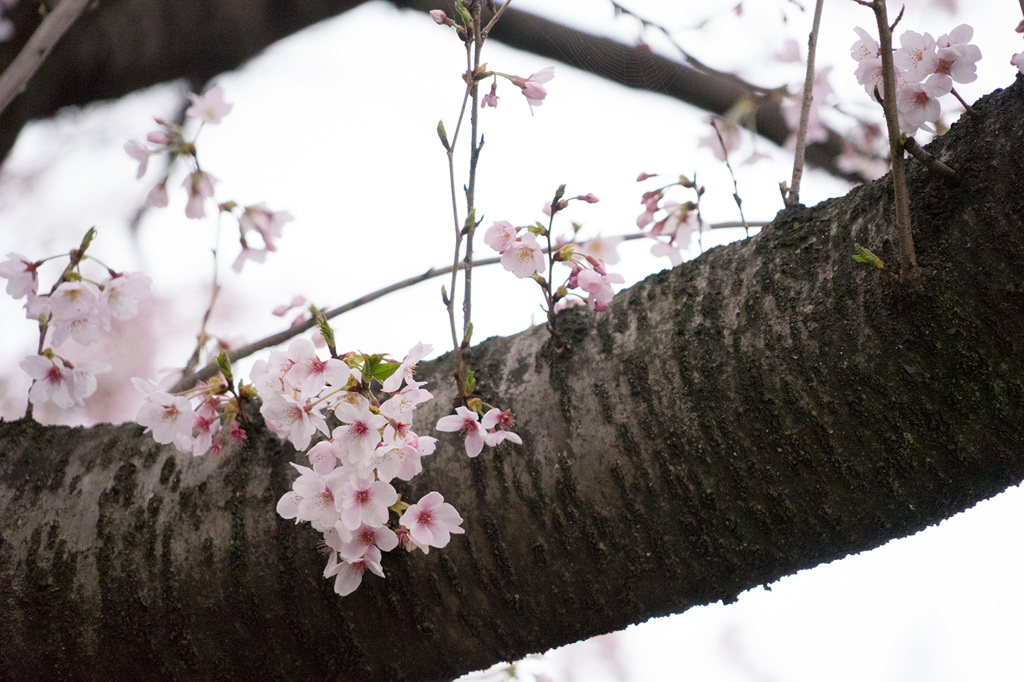 花曇り