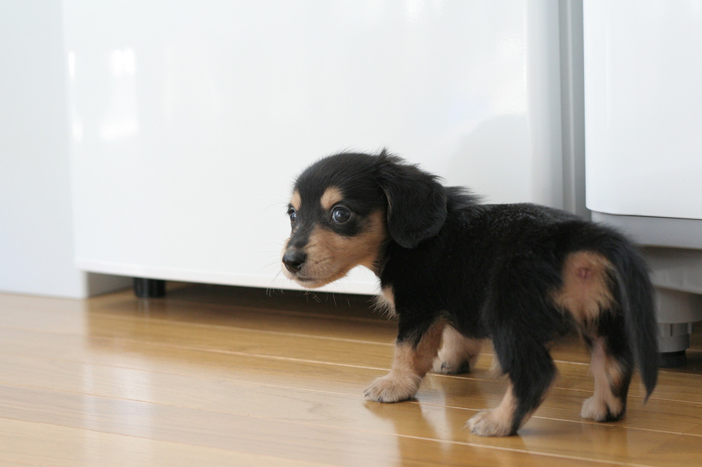 子犬時代