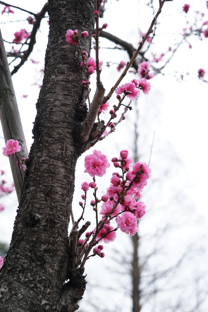 花曇り