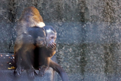 野毛山動物園：フサオマキザル