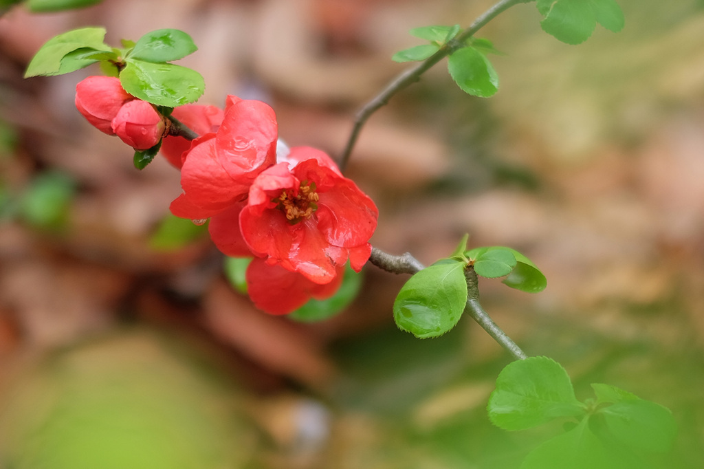花曇り