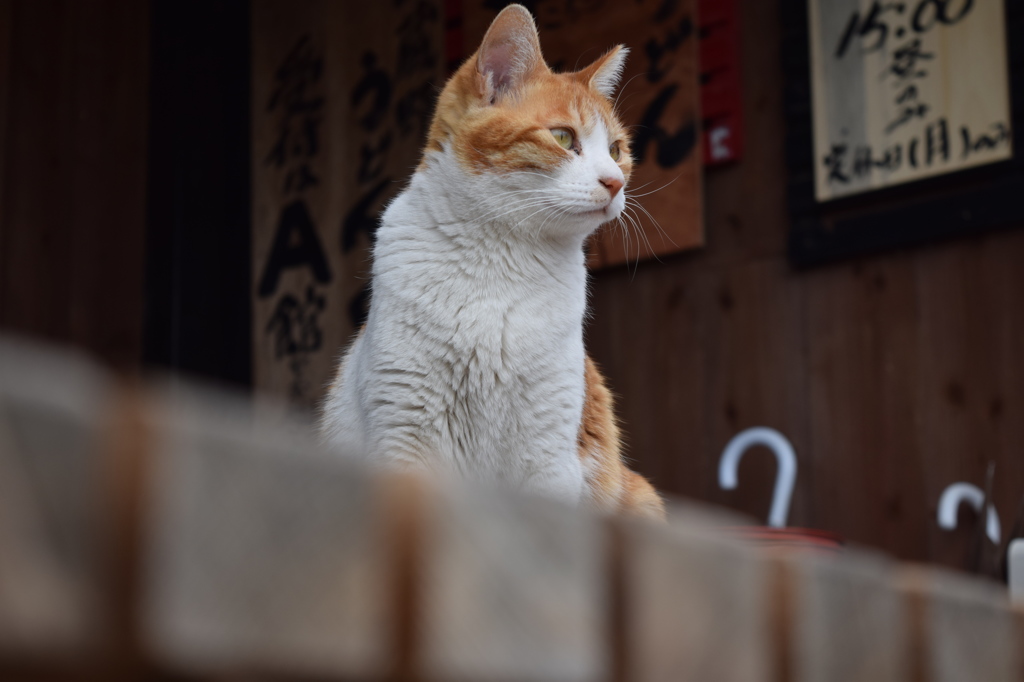 猫
