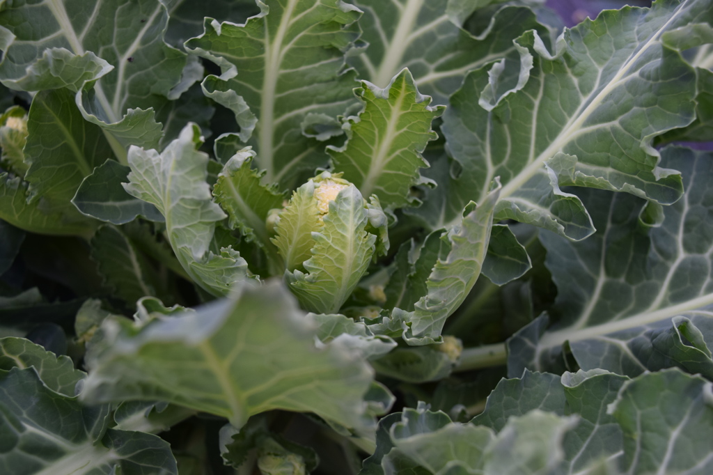 キャベツ