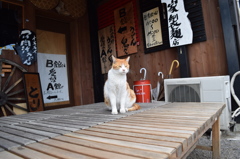 猫