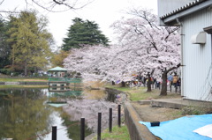 桜と池
