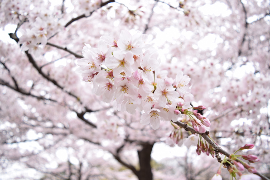 桜