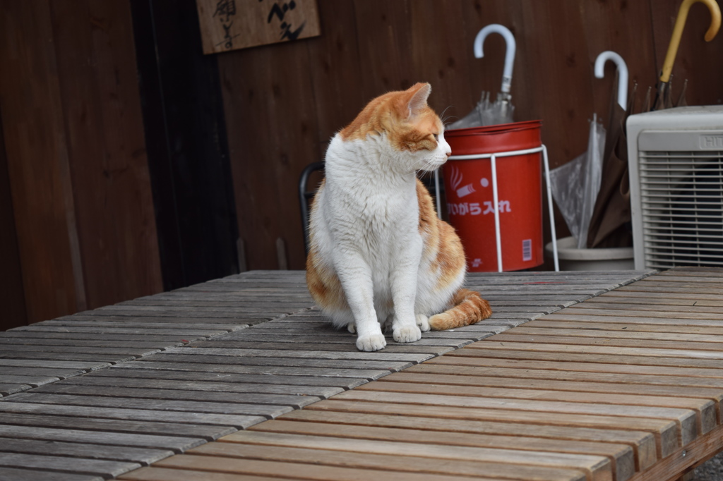 猫