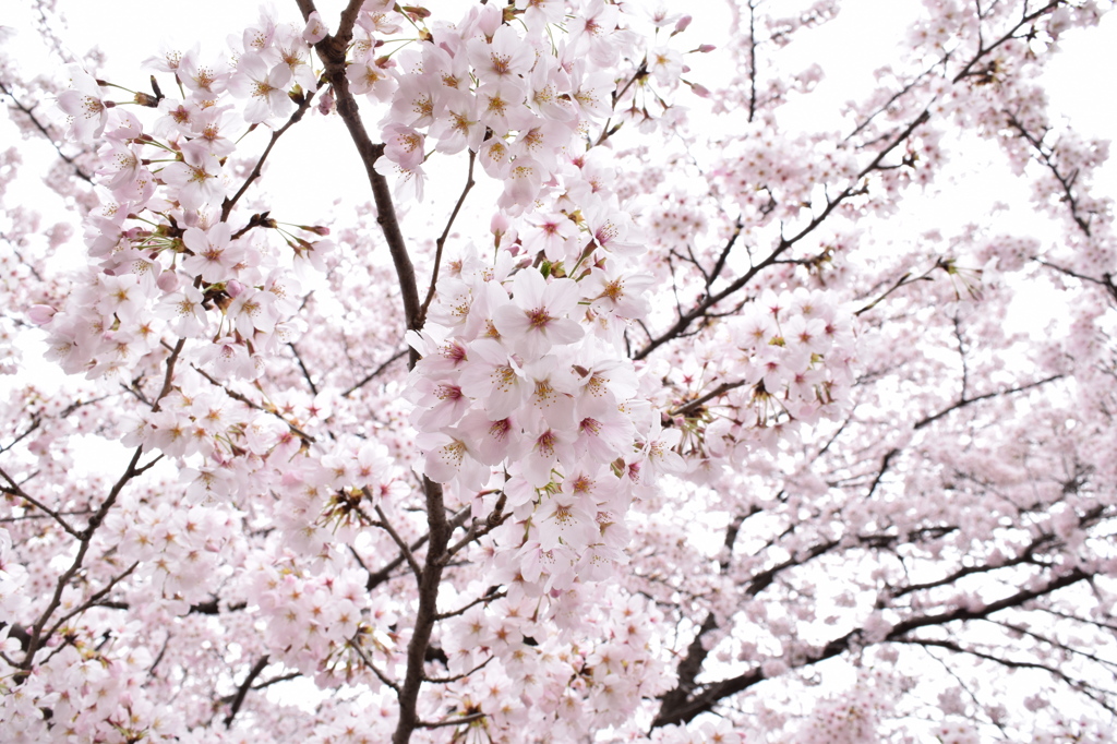 桜