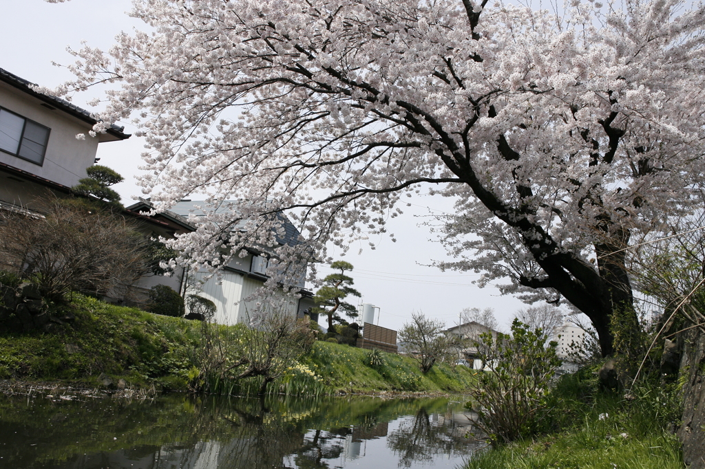 無銘の桜