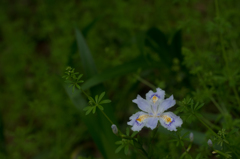 なんて花？