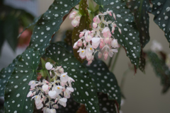 水玉はっぱ