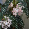 水玉はっぱ