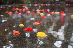 水上の花道