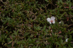 桜陥落