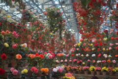 百花繚乱とは