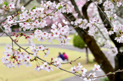 穏やかな日々