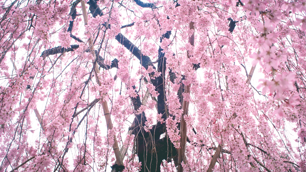 伏見稲荷大社の枝垂れ桜