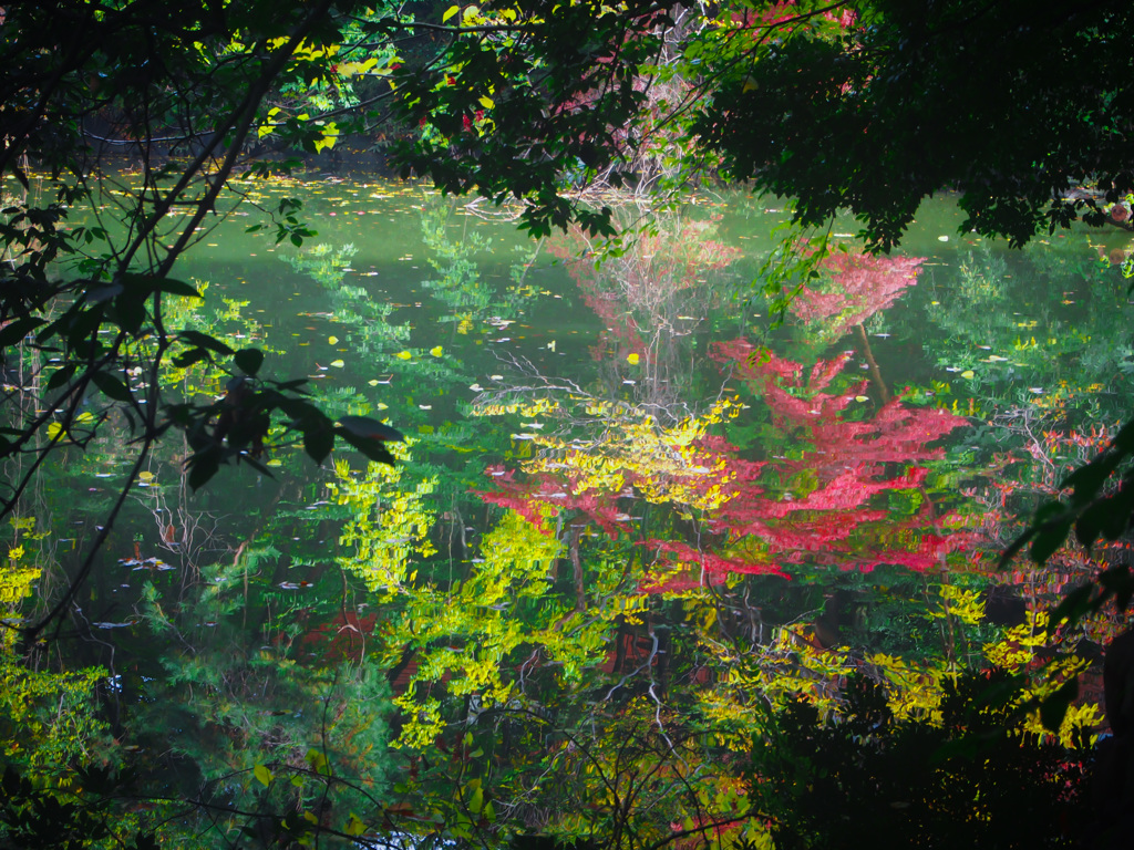 東大の三四郎池 Sanshiro Lake