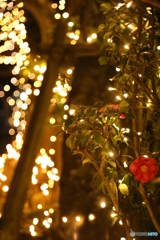 眩しすぎて。。。