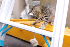 ひとりあそびにゃんこ