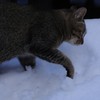 ココ掘るにゃんにゃんこ