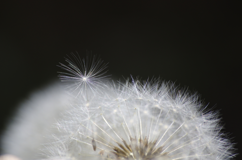 綿毛さん...いってらっしゃい(*^^♪