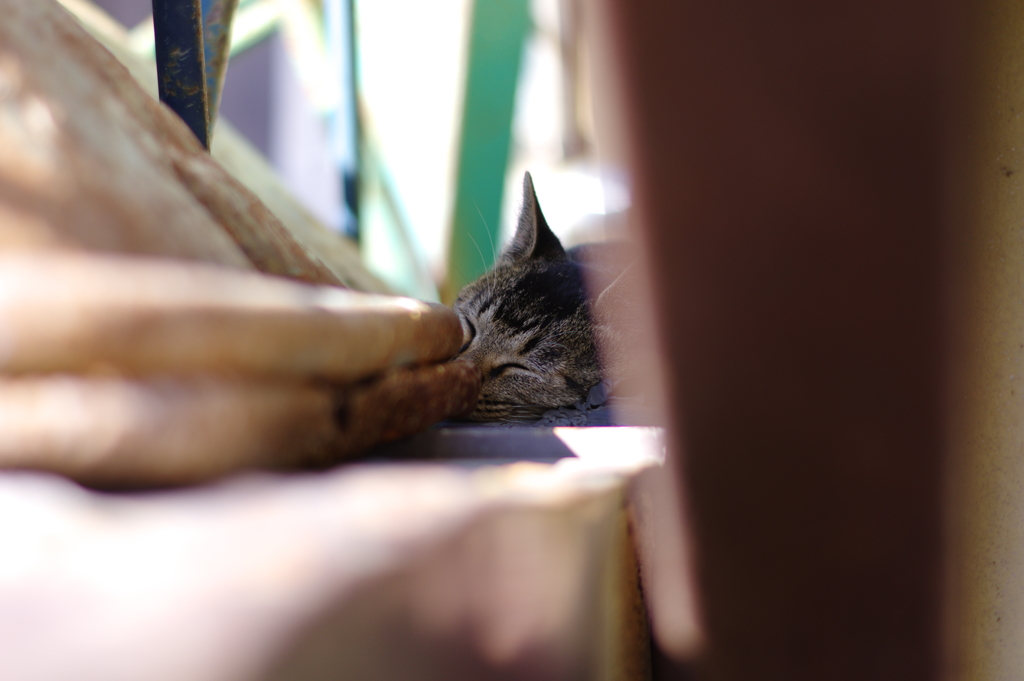 屋根上にゃんこ