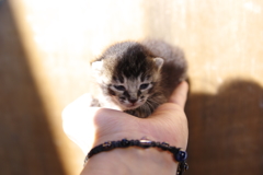 この子が...にゃんこ　　(ﾊﾞﾌﾞの成長過程1)