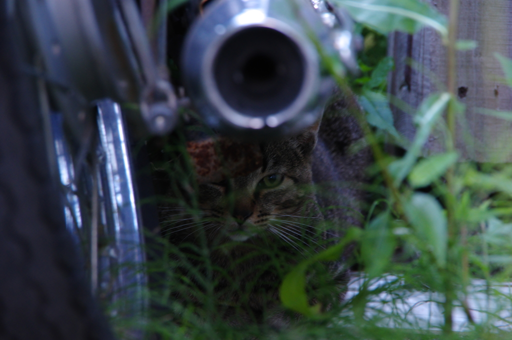 ツーリストにゃんこ