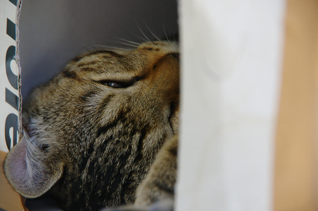 気怠いにゃんこ