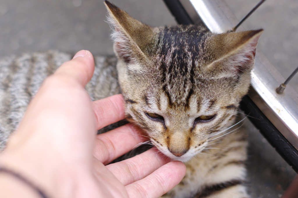 戸惑いにゃんこ