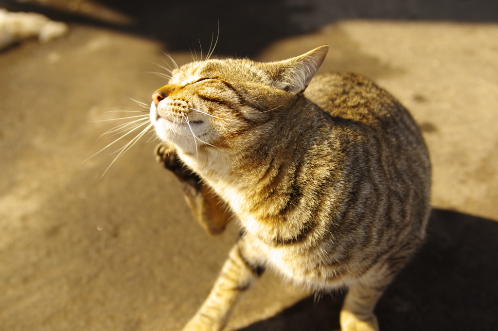 気持ち良いにゃんこ