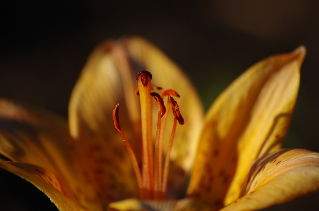 たまに花も撮る