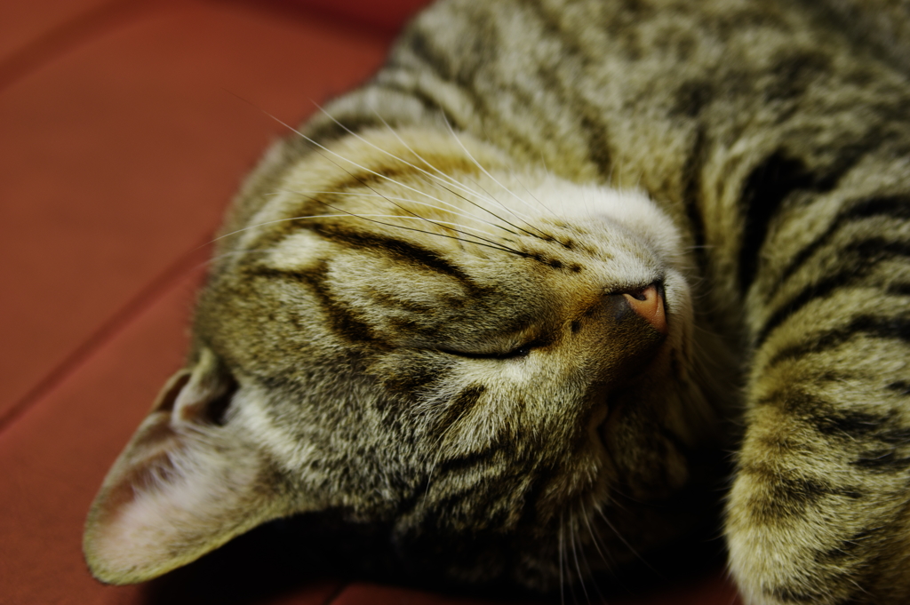 行方不明にゃんこ