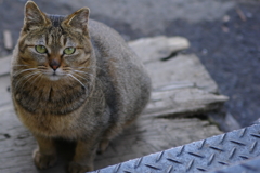 出てきたにゃんこ